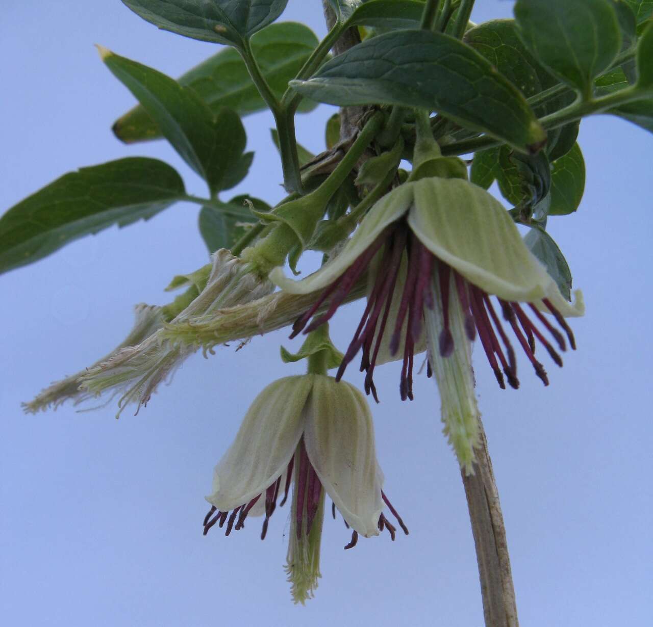 Image de Clematis napaulensis DC.