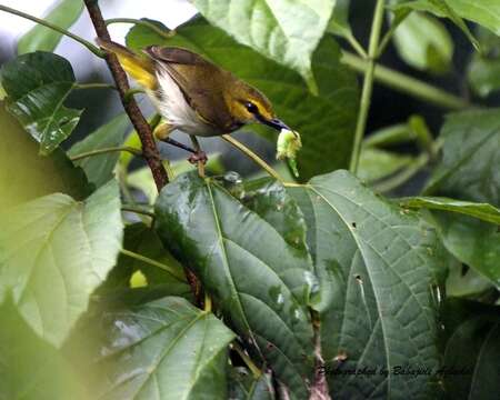 Image of Yellow-browed Camaroptera