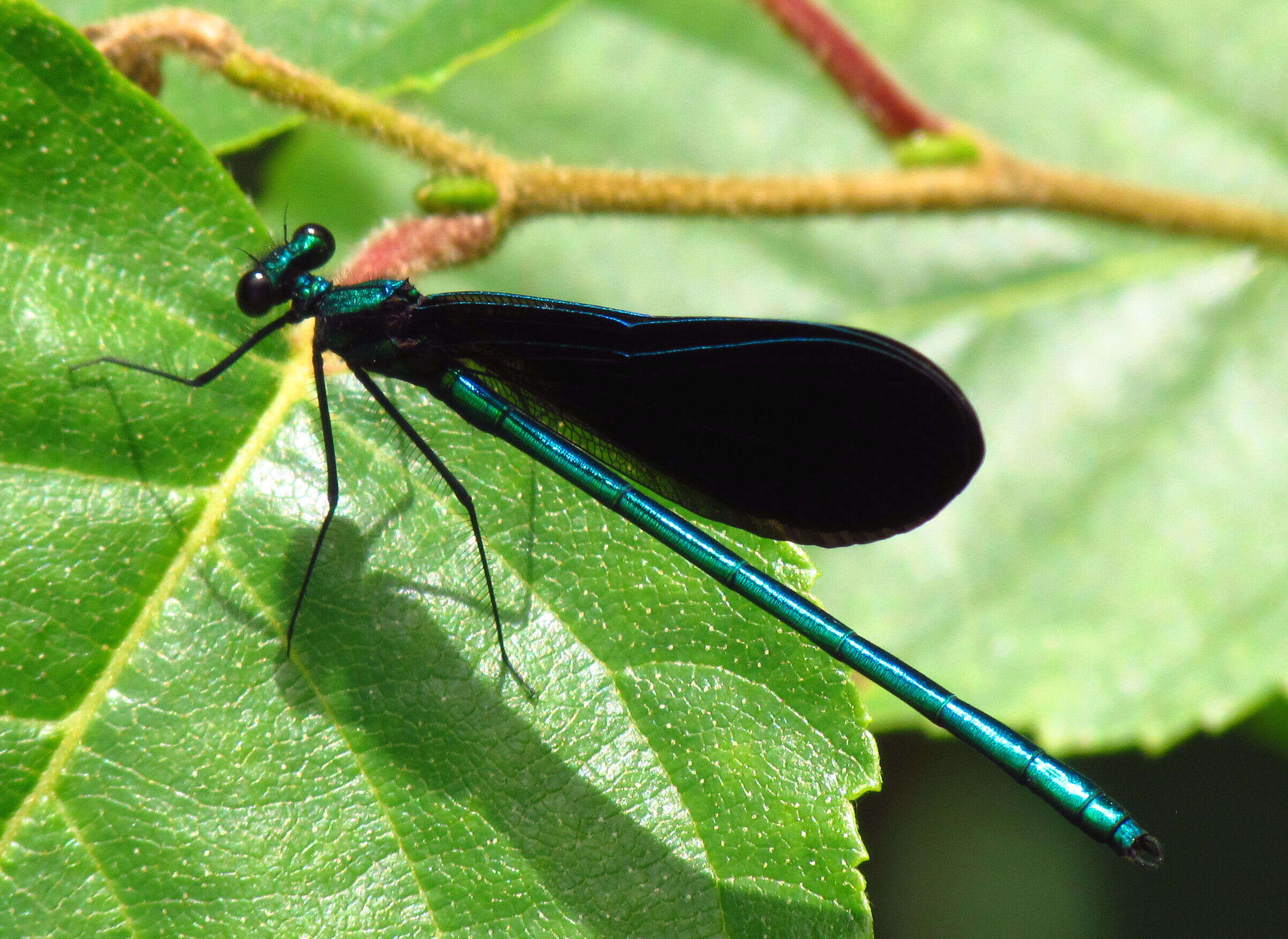 Image of Ebony Jewelwing