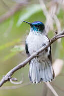 Image of Juan Fernandez Firecrown