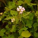 Image of Centranthus calcitrapae (L.) Dufr.