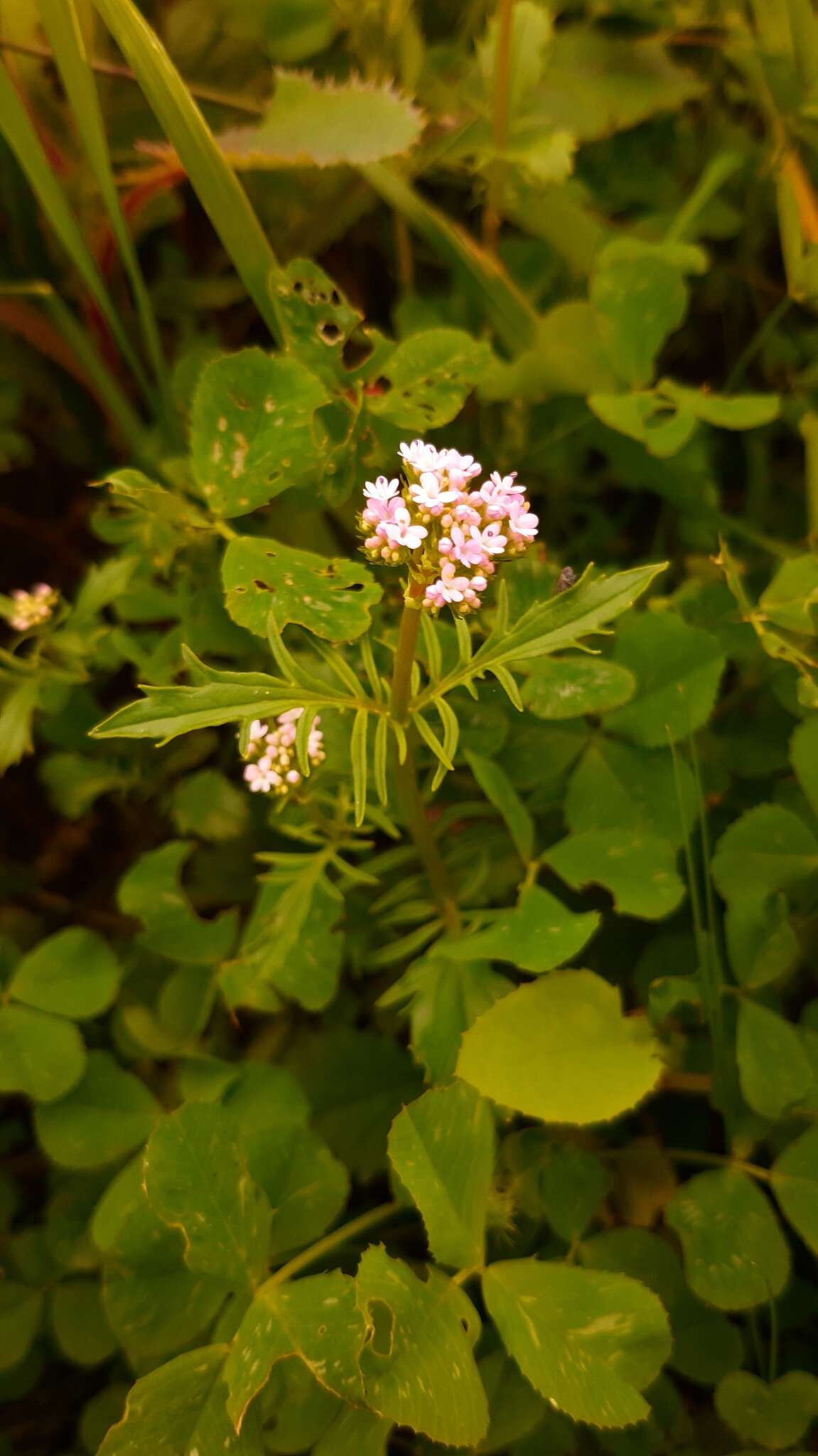 Image of Centranthus calcitrapae (L.) Dufr.
