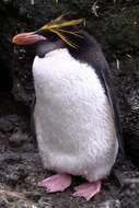 Image of Macaroni Penguin