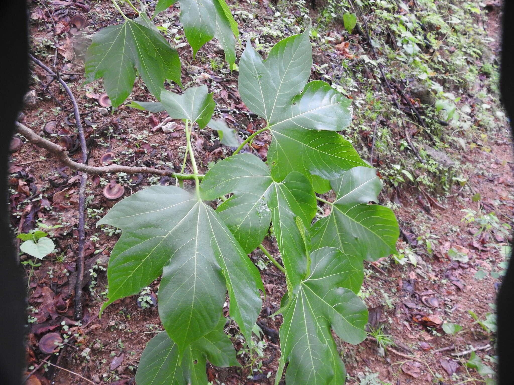 Image of Gyrocarpus jatrophifolius Domin