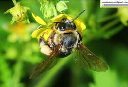 Image of Eucera pekingensis Yasumatsu 1946