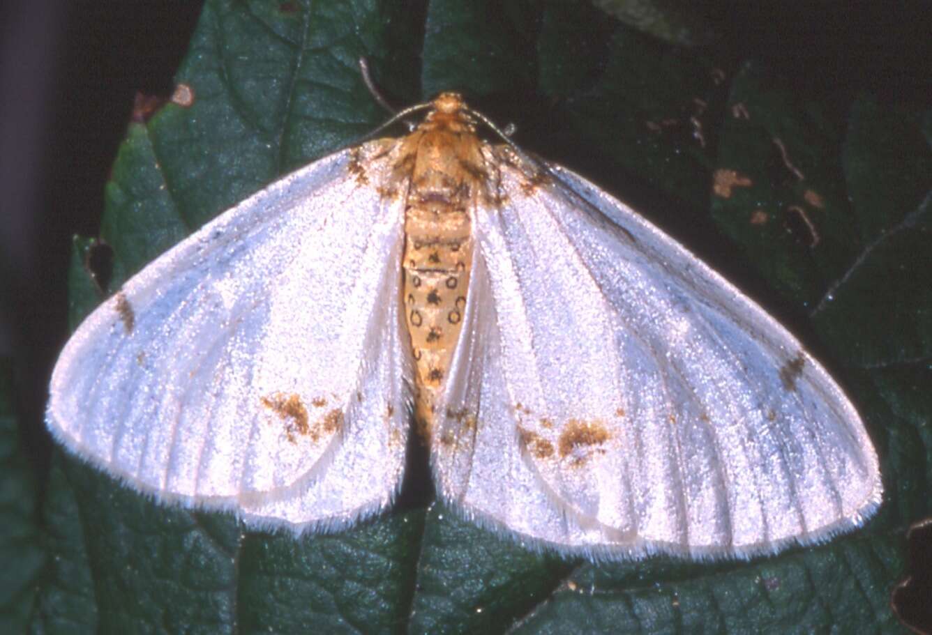 Image of light magpie