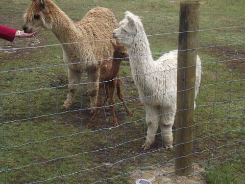 Image of Alpaca