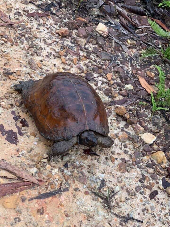 Image of Spiny turtle