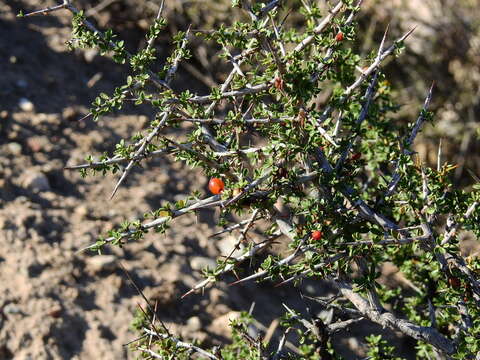 Image of Condalia microphylla Cav.