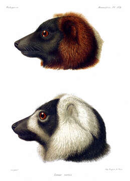 Image of Red Ruffed Lemur