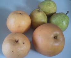 Image of Chinese pear