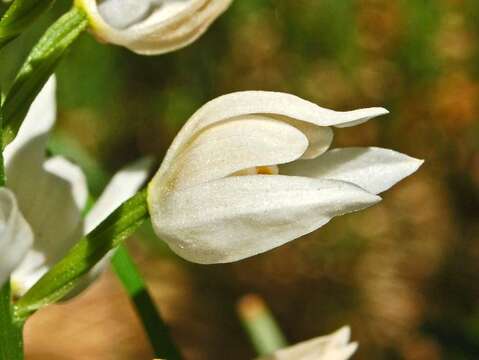 Image of Sword-leaved helleborine