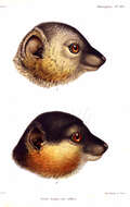 Sivun Eulemur collaris (É. Geoffroy Saint-Hilaire 1812) kuva