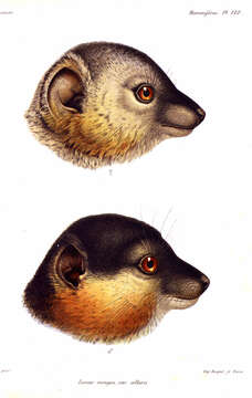 Image of Collared Brown Lemur