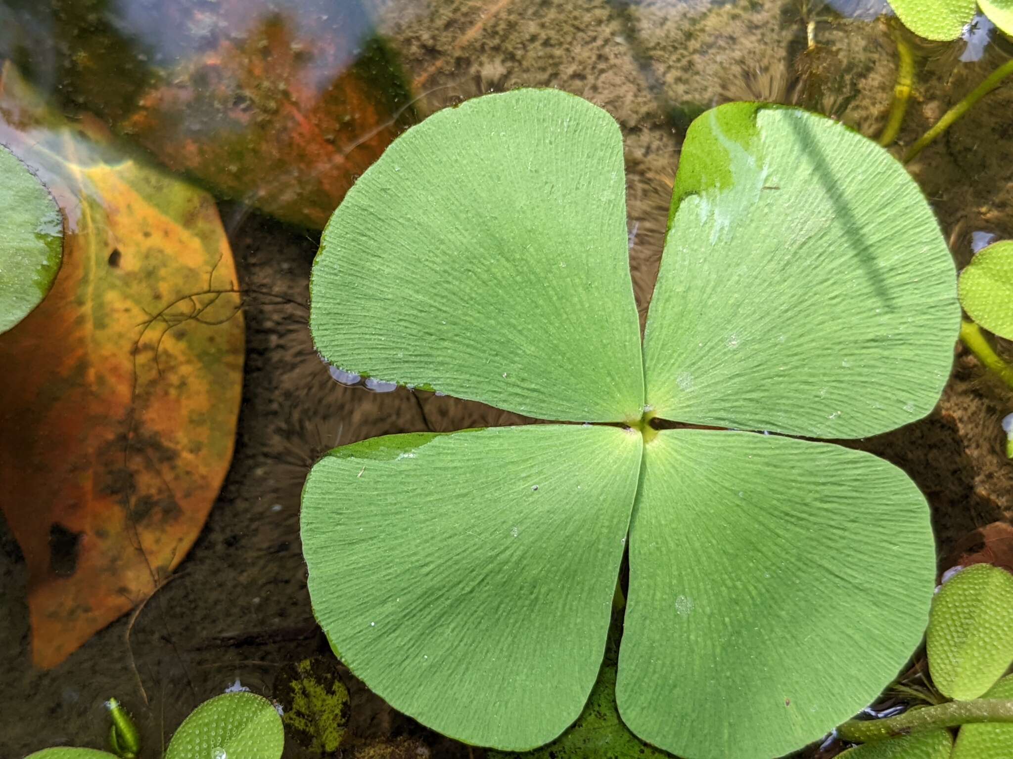 Imagem de Marsilea minuta L.