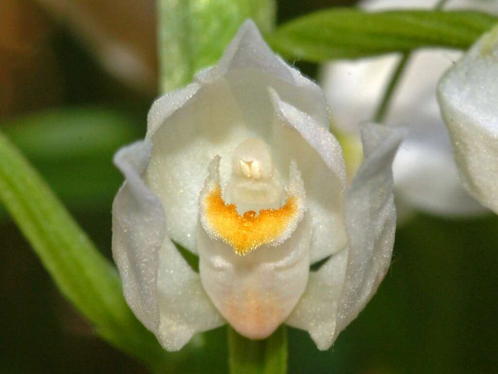 Cephalanthera longifolia (L.) Fritsch resmi