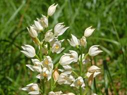 Cephalanthera longifolia (L.) Fritsch resmi