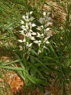 Image of Sword-leaved helleborine