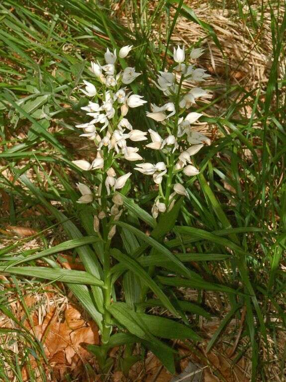 Image of Sword-leaved helleborine