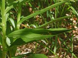 Image of Sword-leaved helleborine