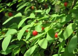 صورة Vaccinium parvifolium Sm.