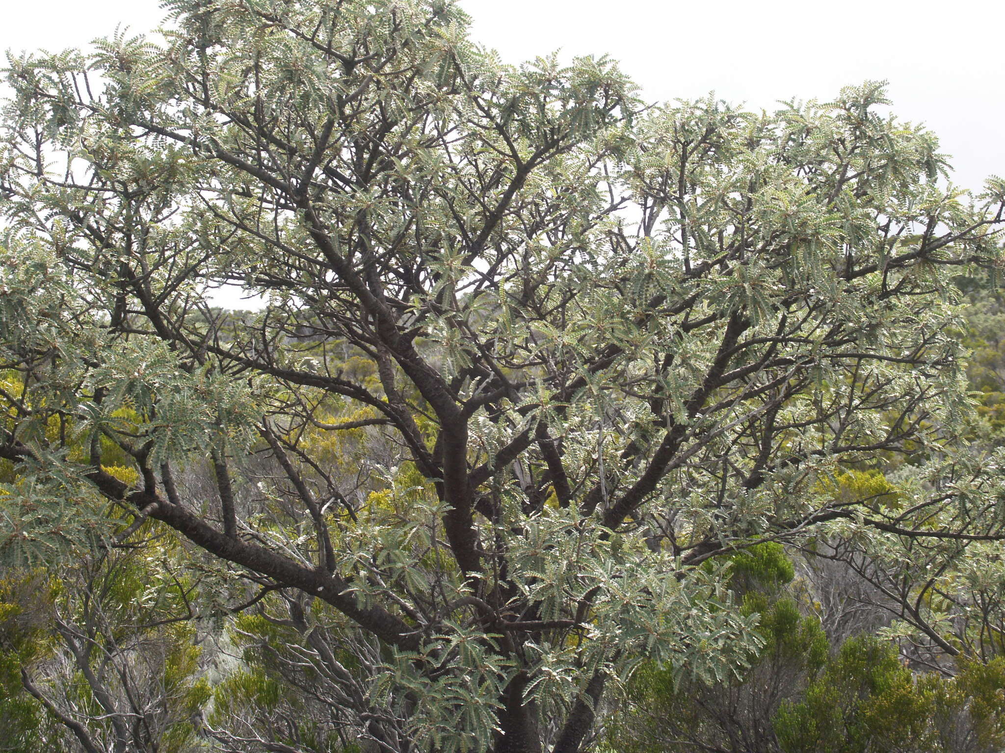 Image of Sophora denudata Bory