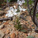 Image of Lapeirousia pyramidalis subsp. pyramidalis