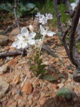 Image of Lapeirousia pyramidalis subsp. pyramidalis