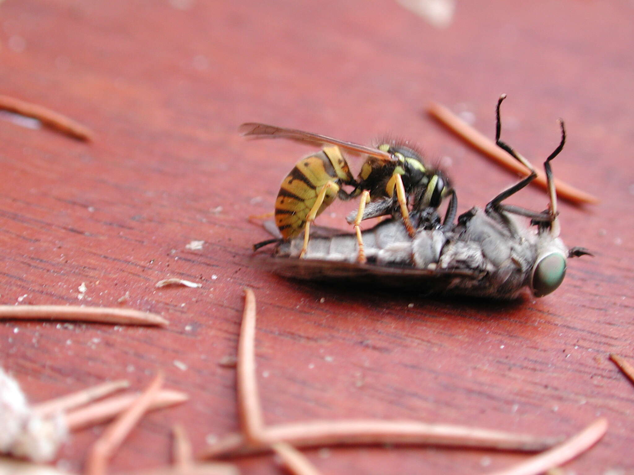 Image of Common wasp