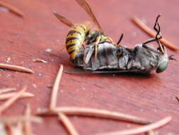 Image of Common wasp