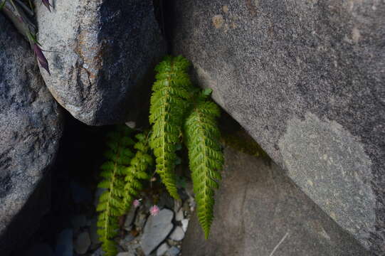 Polystichum sinense (H. Christ) H. Christ resmi