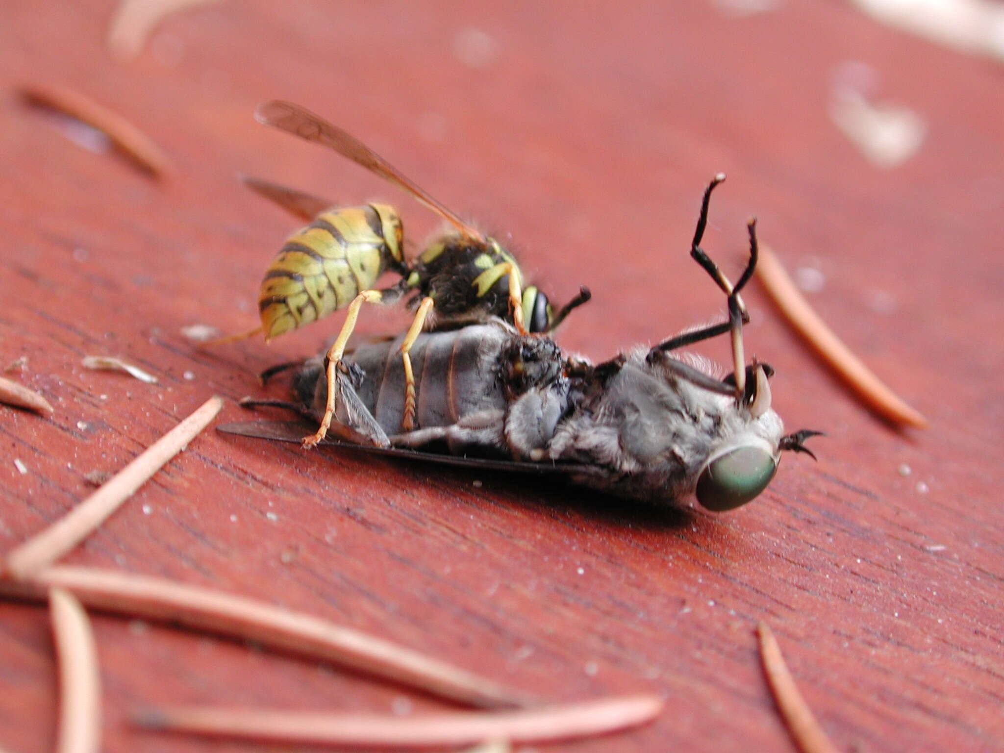 Image of Common wasp