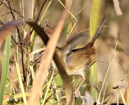 Image de Prinia subflava pondoensis Roberts 1922