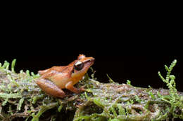 صورة Pseudophilautus schneideri Meegaskumbura & Manamendra-Arachchi 2011