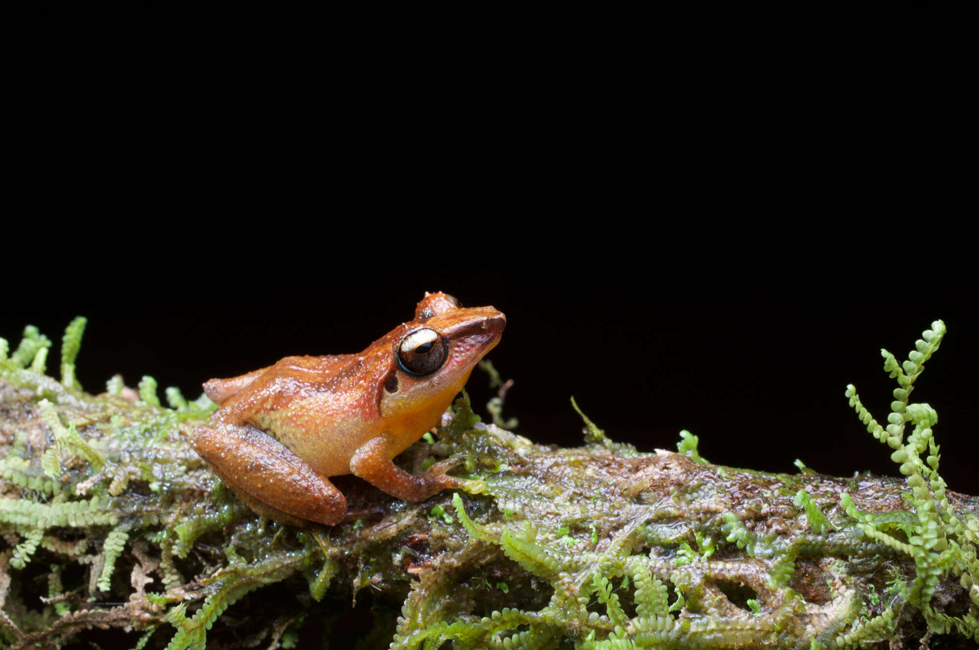 صورة Pseudophilautus schneideri Meegaskumbura & Manamendra-Arachchi 2011