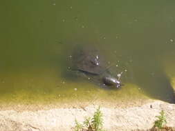 Image of Nil-Weichschildkröte