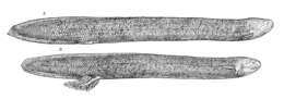 Image of South American lungfishes