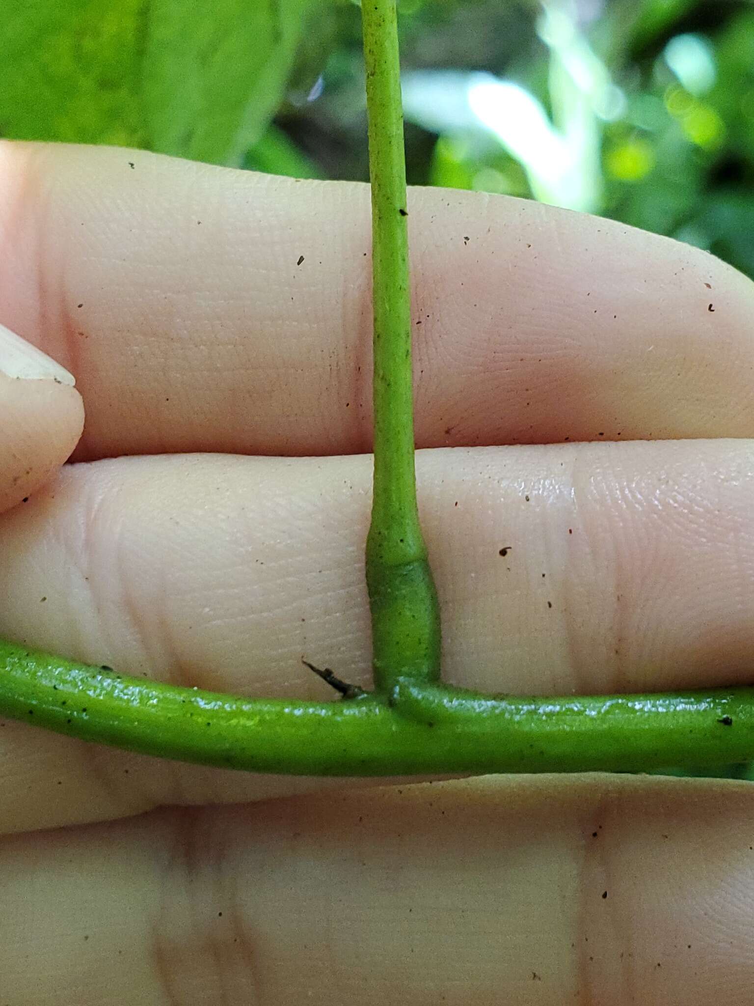 Mucuna gigantea (Willd.) DC. resmi