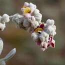 Chenopodium curvispicatum P. G. Wilson的圖片