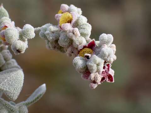 Image of Chenopodium curvispicatum P. G. Wilson