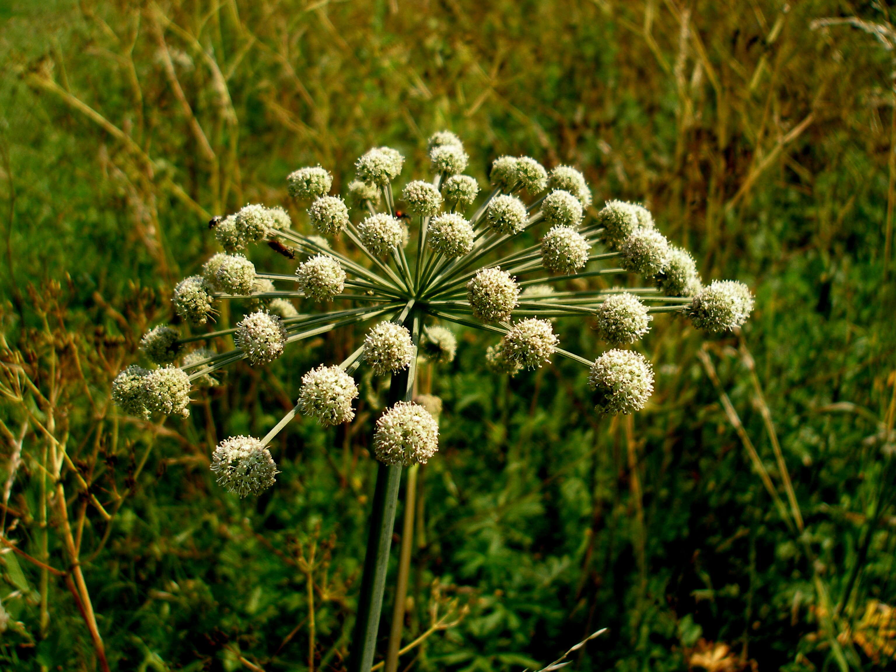 Imagem de Cicuta virosa L.