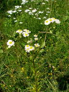 Image of eastern daisy fleabane