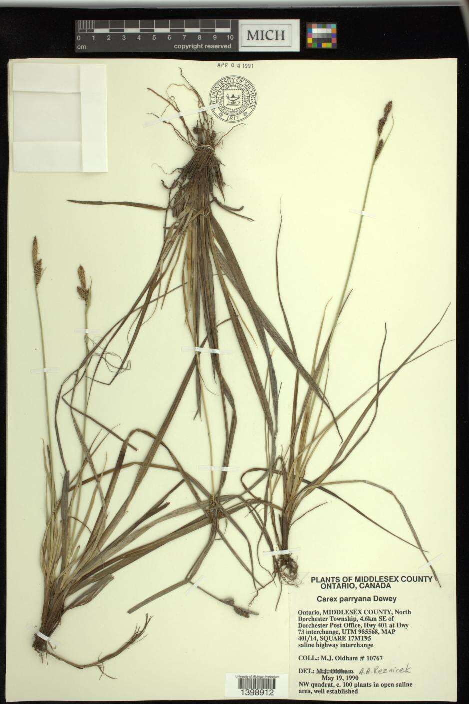 Image of Parry's Sedge