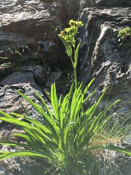 Image of Bupleurum stellatum L.