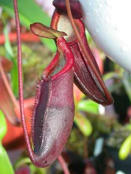 Image of Nepenthes diatas Jebb & Cheek