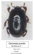 Image of Clown beetle