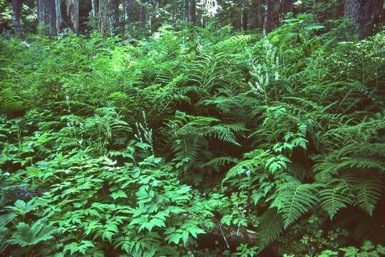 Image de Actaea laciniata (S. Wats.) J. Compton