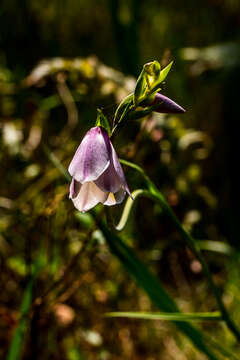 Image of goldblotch gladiolus