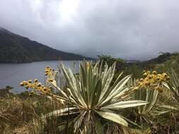 Image of Espeletia grandiflora Humb. & Bonpl.