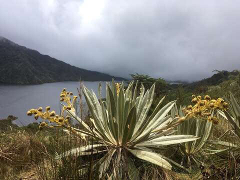 Image de Espeletia grandiflora Humb. & Bonpl.